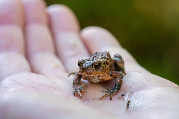 Close Small Brown Frog Sitting Palm Hand — Stockfoto