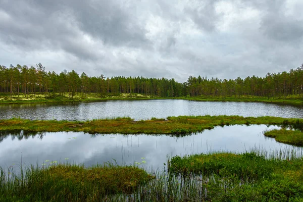 View Small Lake Forest Northern Sweden Surrounded Pine Trees Cloudy — стокове фото