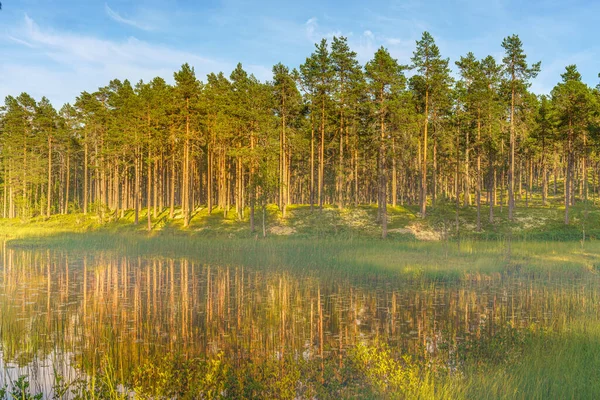 Słoneczny Letni Widok Małe Zarośnięte Jezioro Lub Taran Otoczony Sosnowym — Zdjęcie stockowe