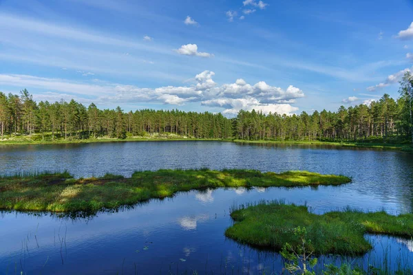 Beautiful Summer View Small Lake Northern Sweden Lush Green Forest — стокове фото