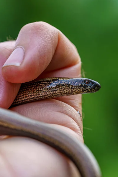 Detailed Close Slow Worm Anguis Fragilis Crawling Hand — Stock Fotó