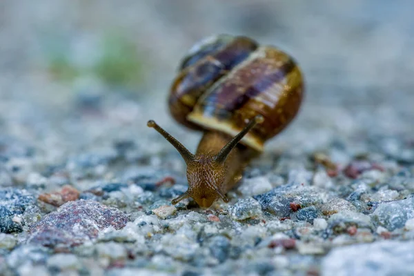 Close Snail Its Shell Crawling Ground Camera — Stockfoto