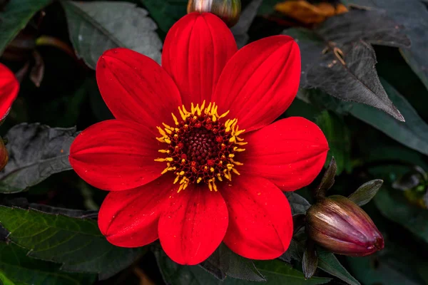 Gros Plan Une Fleur Dahlia Rouge Brillant Évêque Auckland Pleine — Photo