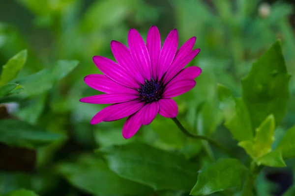 Close One Single Purple Daisy Flower Osteospermum Glowing Vibrantly Green — стокове фото