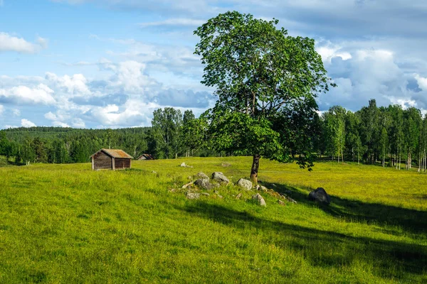 Sunny View Countryside Grass Field Large Tree Rocks Half Timbered — Stock Photo, Image