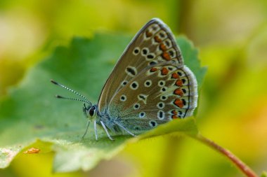 Güzel mavi kanatlı kelebek Polyommatus Icarus 'un detaylı görüntüsü. Güneş ışığında yeşil bir yaprağın üzerinde otururken