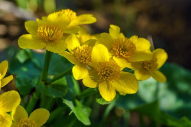 Bir grup kadife çiçeğinin sıcacık güneş ışığında yakınlaşması.
