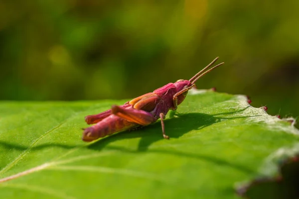 Detailed Close Pink Grasshopper Sitting Green Leaf Itching Its Eye — Stock Photo, Image