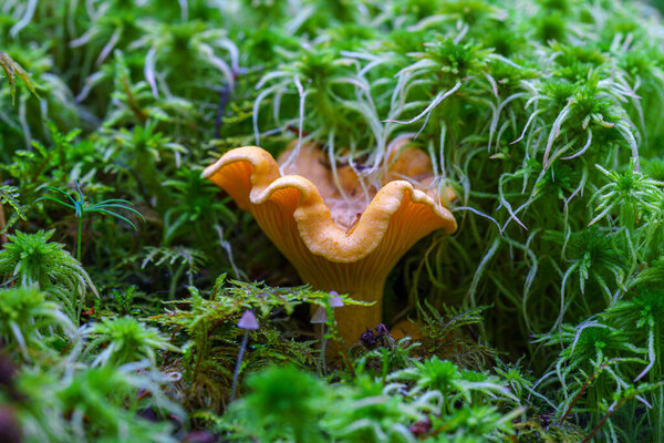 Detailed close up of a delicious yellow chanterelle growing in green moss
