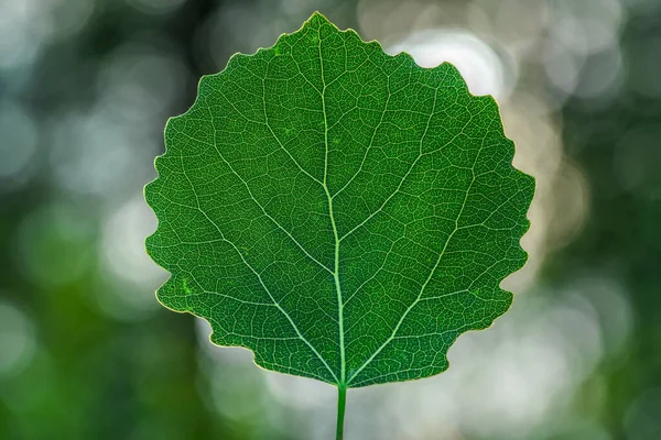 Gros Plan Détaillé Une Feuille Peuplier Faux Tremble Vert Avec — Photo