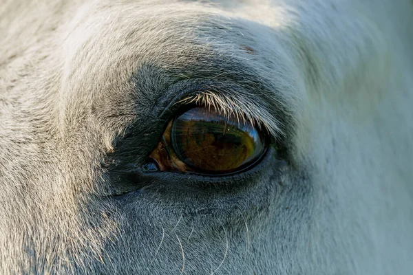 Detailed Close Brown Eye White Horse — Stock Photo, Image
