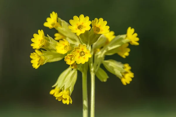 Detalhado Close Grupo Flores Cowslip Amarelo Brilhando Luz Solar Brilhante — Fotografia de Stock