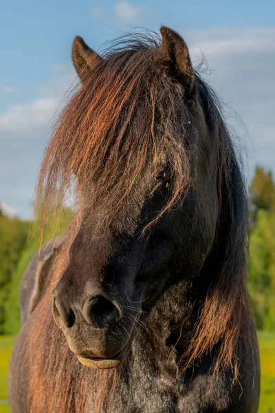 Utomhus Porträtt Vacker Mörkbrun Islandshäst Med Lång Man Glödande Sommarsolljus — Stockfoto