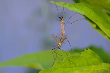 Yeşil yaprakların arasında çiftleşen iki sarı turna sineğinin makrosu detaylandırılmış.