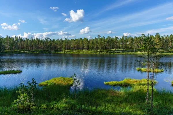 Спокійний Літній Вид Через Невелике Озеро Півночі Швеції Буйним Зеленим — стокове фото