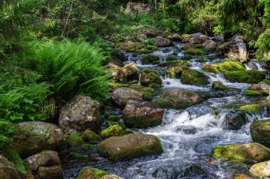 Suyu akan küçük bir dere, yeşil yosunlu kayalarla dolu ve yemyeşil bir bitki örtüsü var.