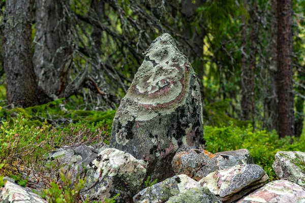 Skupina Kamenů Lese Pokrytá Lišejníkem Abstraktních Barvách Vzorcích — Stock fotografie