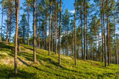 Kuzey İsveç 'te güzel ve bakımlı bir çam ormanı. Ormanın zemininde mavi gökyüzü ve güneş ışığı olan yabanmersini filizleri var.