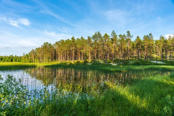 Piękny Letni Widok Małe Zarośnięte Jezioro Lub Taran Otoczony Sosnowym — Zdjęcie stockowe