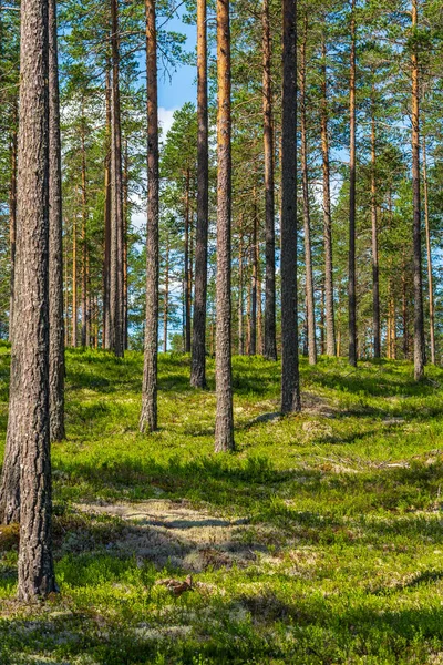 Belle Vue Été Sur Une Forêt Pins Dans Nord Suède — Photo