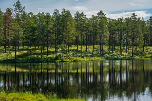 스웨덴 나무숲 나탄을 가로지르는 아름다운 — 스톡 사진