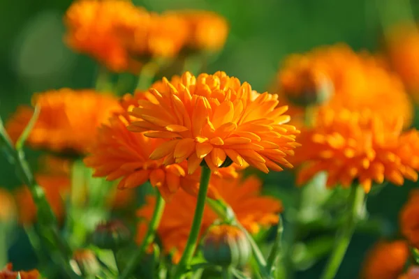 Gros Plan Groupe Fleurs Chrysanthème Couleur Orange Vif Soleil — Photo