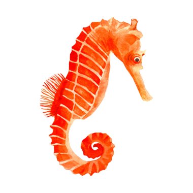 Deniz atı suluboya el boyası. Resimler beyaz arkaplanda izole edilmiş.