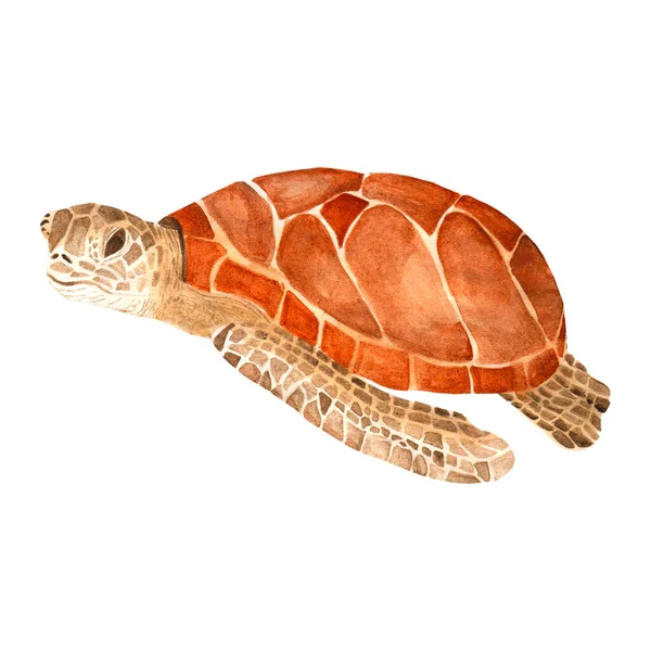 Θαλάσσια χελώνα ακουαρέλα χέρι ζωγραφισμένη.εικονογράφηση απομονωμένη σε λευκό φόντο — Φωτογραφία Αρχείου