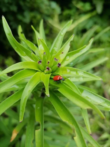 Ein Roter Käfer Kletterte Auf Eine Blume — Stockfoto
