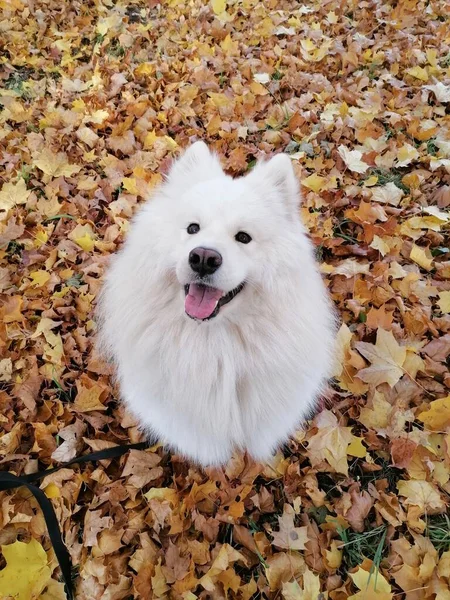 Самоед Белая Собака Осенней Листве — стоковое фото