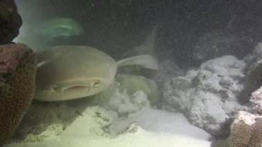 Köpekbalıkları. Maldivler takımadalarının açıklarında büyüleyici bir gece dalışı..