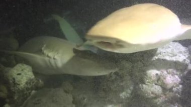 Köpekbalıkları. Maldivler takımadalarının açıklarında büyüleyici bir gece dalışı..