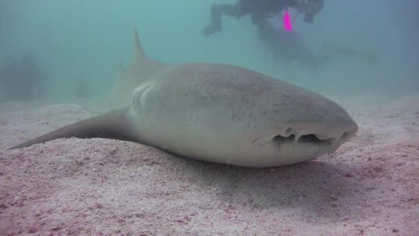 Sharks Fascinating Diving Coast Maldives Archipelago — Stock Video