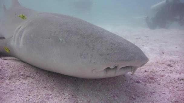 Rekiny Fascynujące Nurkowanie Wybrzeży Archipelagu Malediwów — Wideo stockowe