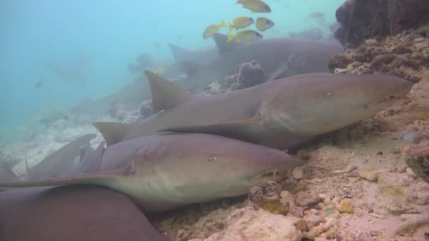 サメだ モルディブ諸島の海岸での魅力的なダイビング — ストック動画