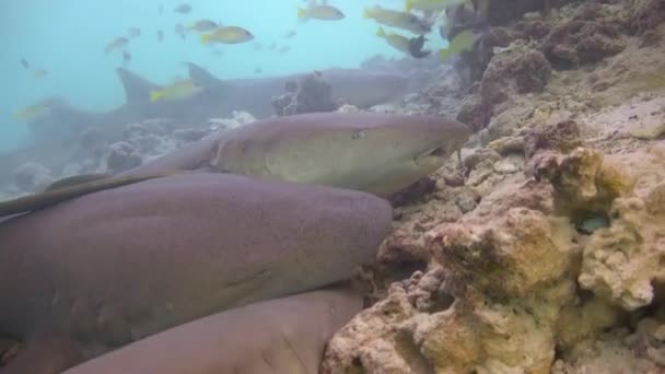Rekiny Fascynujące Nurkowanie Wybrzeży Archipelagu Malediwów — Wideo stockowe