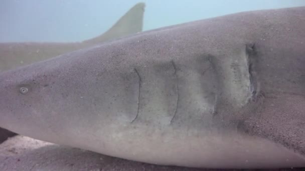 Žraloci Fascinující Potápění Pobřeží Souostroví Malediv — Stock video
