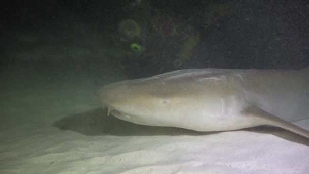 Tiburones Fascinante Buceo Nocturno Frente Costa Del Archipiélago Las Maldivas — Vídeo de stock