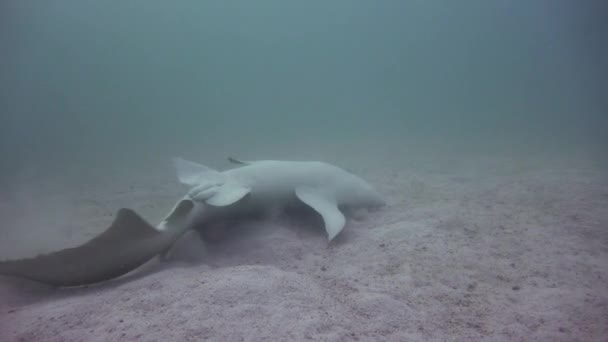Des Requins Plongée Fascinante Large Des Côtes Archipel Des Maldives — Video