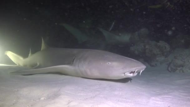 サメだ モルディブ諸島の海岸での魅惑的な夜のダイビング — ストック動画