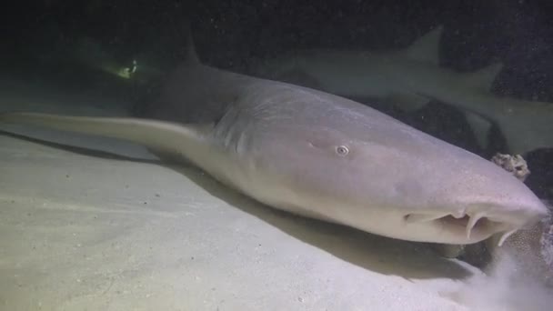 Rekiny Fascynujące Nocne Nurkowanie Wybrzeży Archipelagu Malediwów — Wideo stockowe