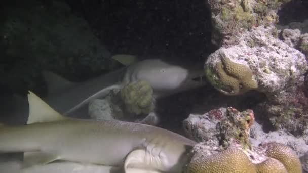 Žraloci Fascinující Noční Potápění Pobřeží Souostroví Malediv — Stock video