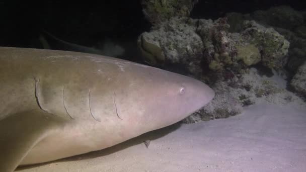 サメだ モルディブ諸島の海岸での魅惑的な夜のダイビング — ストック動画