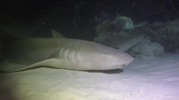 サメだ モルディブ諸島の海岸での魅惑的な夜のダイビング — ストック動画