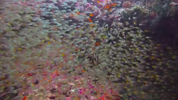 Szklane Ryby Fascynujące Nurkowanie Wybrzeży Archipelagu Malediwów — Wideo stockowe