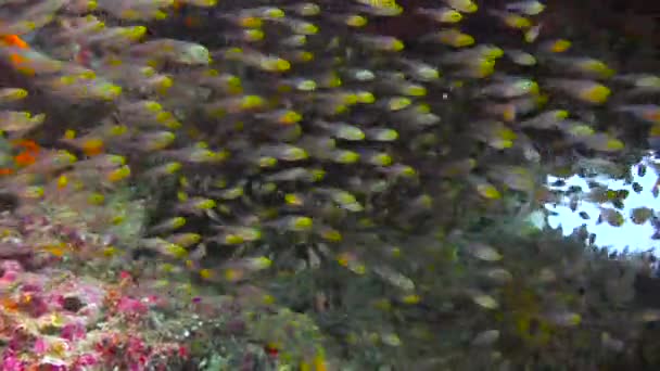 Poisson Verre Plongée Fascinante Large Des Côtes Archipel Des Maldives Séquence Vidéo Libre De Droits