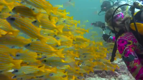 卡什米鱼 让人着迷的是马尔代夫群岛沿岸的潜水活动 — 图库视频影像