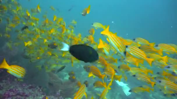 カシミール スナッパーズ モルディブ諸島の海岸での魅力的なダイビング — ストック動画