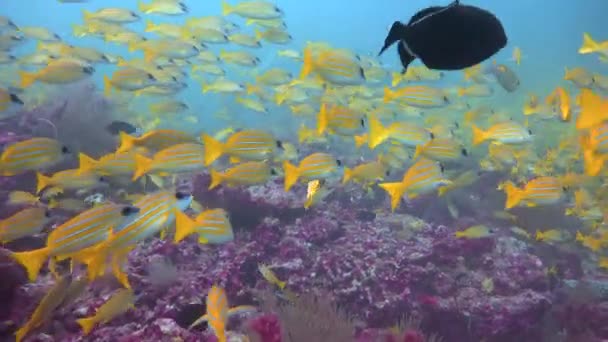 Kashmiri Snappers Fascinating Diving Coast Maldives Archipelago — Stock Video