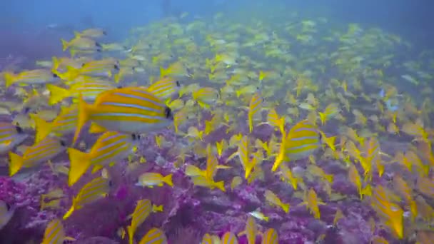 卡什米鱼 让人着迷的是马尔代夫群岛沿岸的潜水活动 — 图库视频影像
